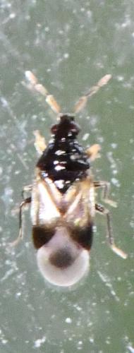 Orius sp.